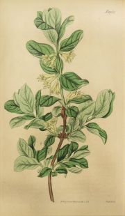 Grabados Botanicos coloreados a mano Aos 1818 y 1826. (2)