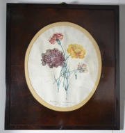 Dianthus Cariphyllus, grabado oval. Marco de raz. Casa Veltri. Alto 35 cm.