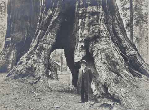 E.N. Baxtter, tres fotografas Sequoias, ms cinco fotografas de la India.,