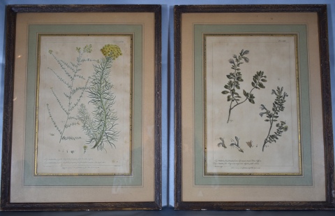 Tres grabados Botnicos, con manchas . 34 x 21 cm.